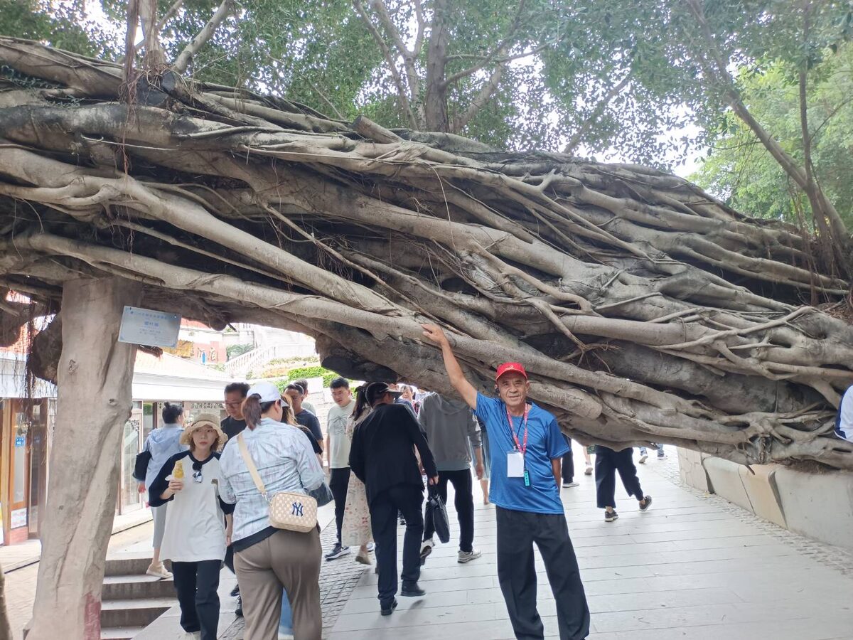福建百年榕樹街區考察